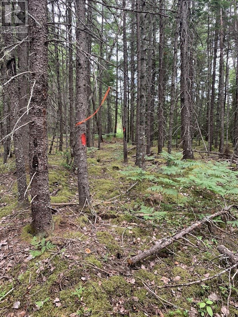 Vv5 Lot 5 Hunter Road, West Wentworth, Nova Scotia  B0M 1Z0 - Photo 4 - 202517869