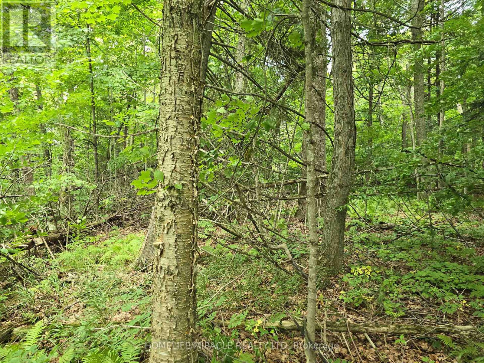 000 Cedar Sands Road, Rideau Lakes, Ontario  K0E 1N0 - Photo 4 - X12294744