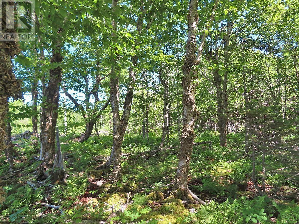 Lot 4 Loch Lomond Road, Big Pond, Nova Scotia  B1J 1R4 - Photo 10 - 202411604