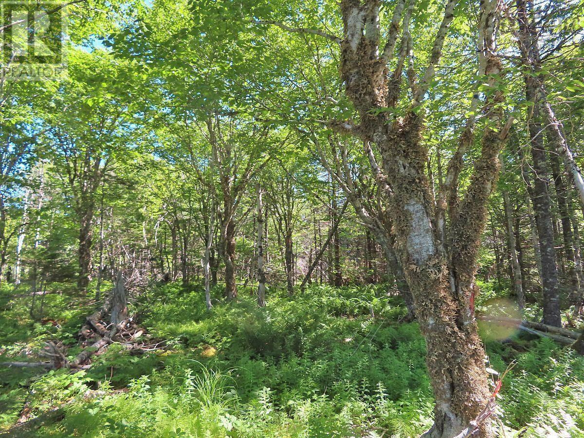 Lot 4 Loch Lomond Road, Big Pond, Nova Scotia  B1J 1R4 - Photo 12 - 202411604