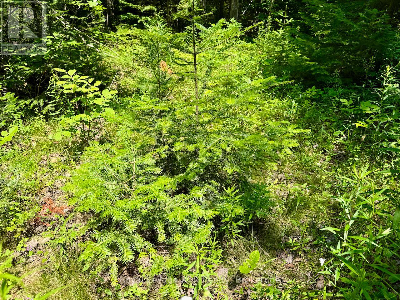 Lt11-12 Con 1 Ebr Albemarle, South Bruce Peninsula, Ontario  N0H 1T0 - Photo 13 - X12296656