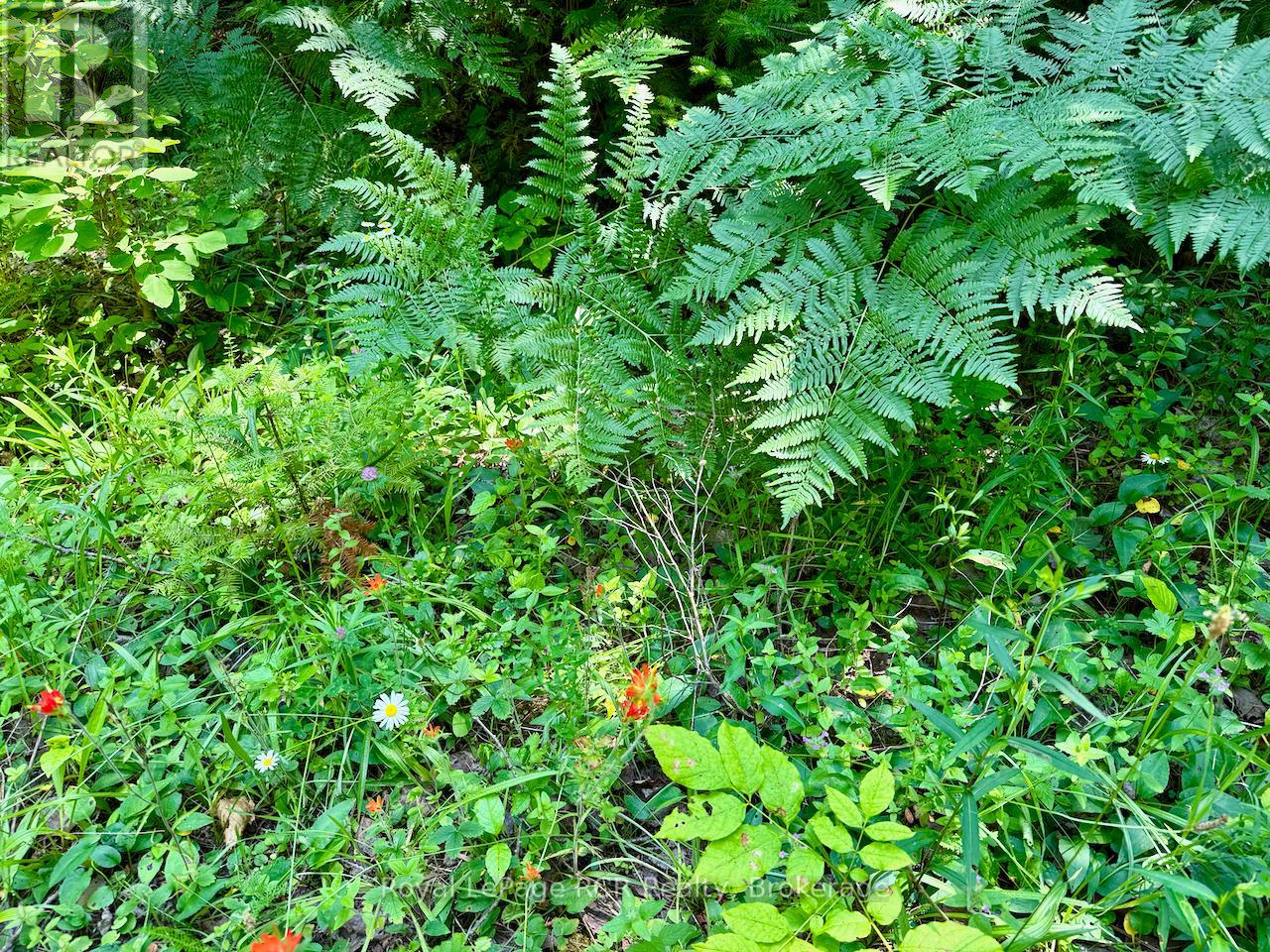 Lt11-12 Con 1 Ebr Albemarle, South Bruce Peninsula, Ontario  N0H 1T0 - Photo 14 - X12296656