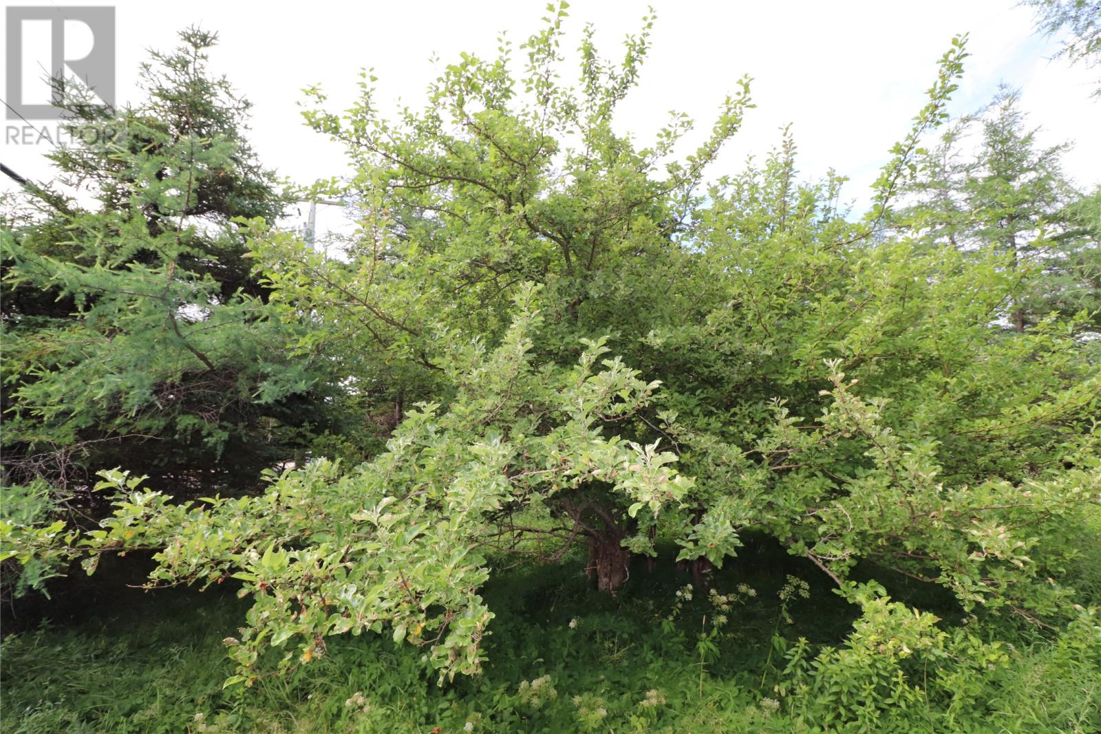 Property at 192 Conception Bay Highway image 3