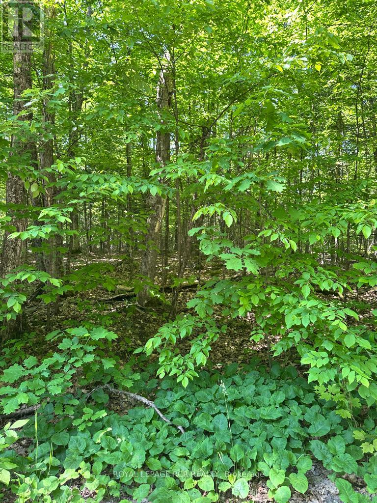Pt Lot 6 Con 10 Monmouth Madill Road, Highlands East, Ontario  K0M 1R0 - Photo 4 - X12259528