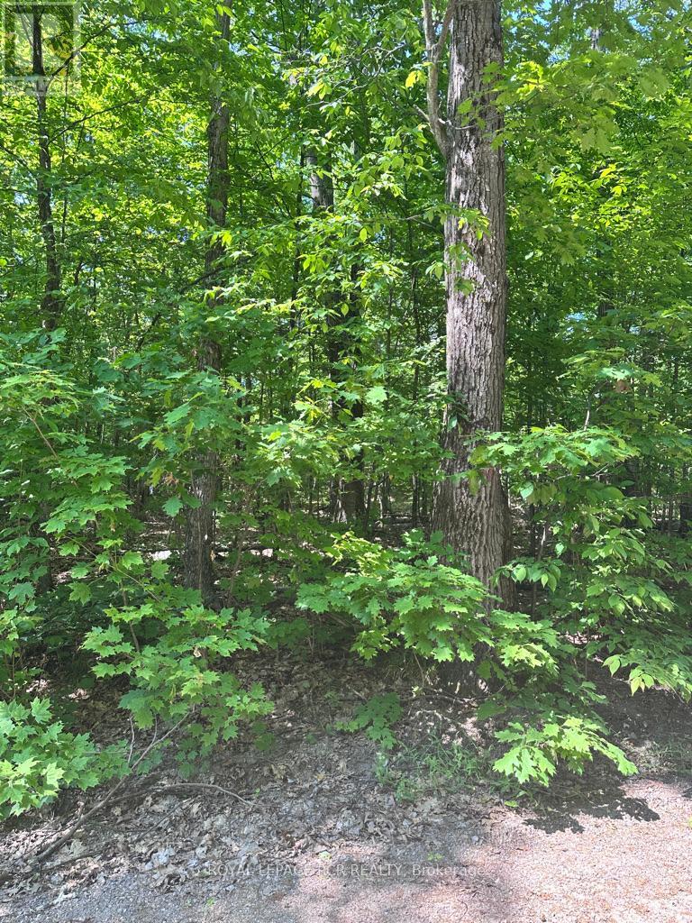 Pt Lot 6 Con 10 Monmouth Madill Road, Highlands East, Ontario  K0M 1R0 - Photo 3 - X12259528