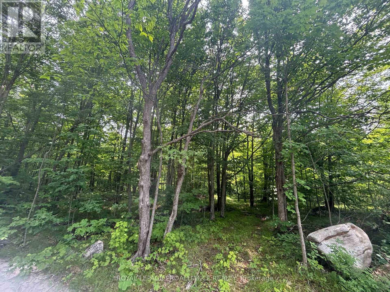 Severed B - 554 Pigden Road, Madoc, Ontario  K0K 2K0 - Photo 5 - X12283346
