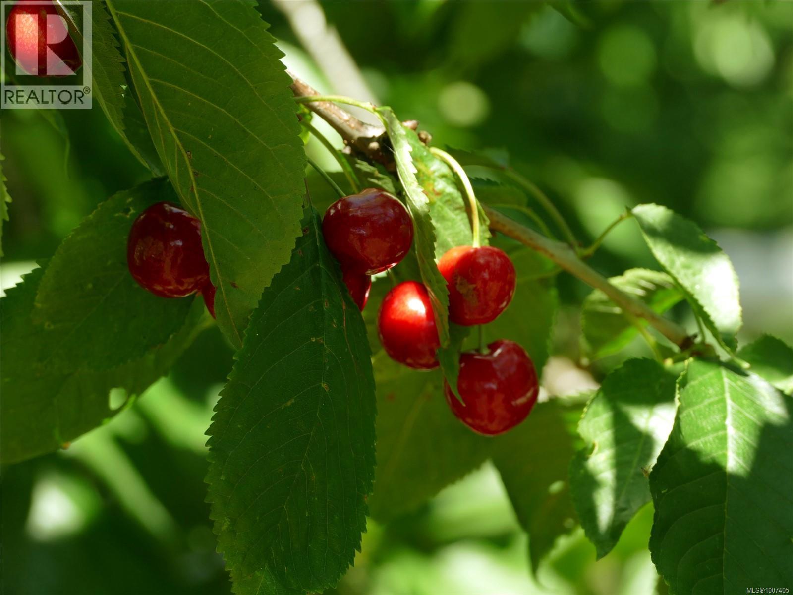 6637 Walker Frontage Rd, Fanny Bay, British Columbia V0R 1W0 - Photo 30 - 1007405