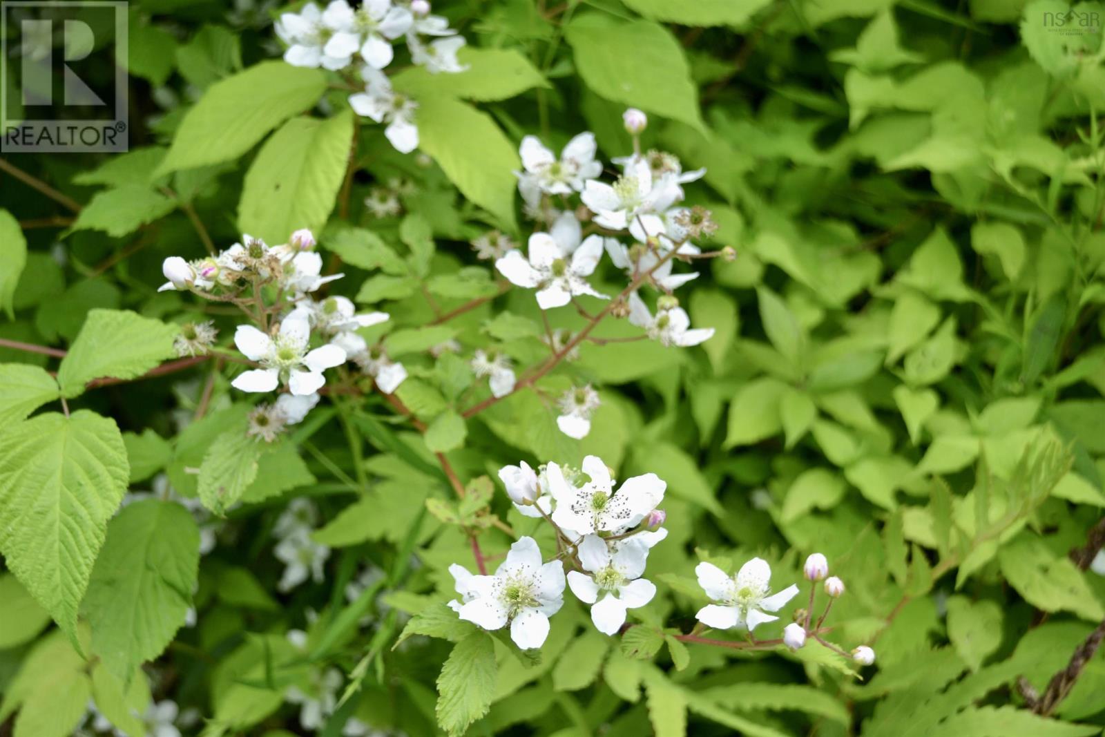 171 Highway 376, Central West River, Nova Scotia  B0K 1H0 - Photo 49 - 202515448