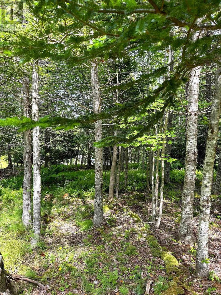 Nature Dream Boulevard, Roberta, Nova Scotia  B0E 3B0 - Photo 34 - 202518494