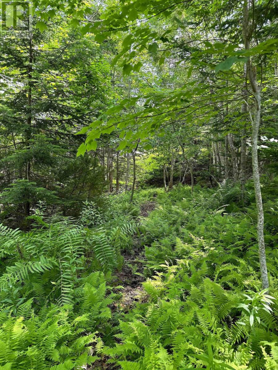 Nature Dream Boulevard, Roberta, Nova Scotia  B0E 3B0 - Photo 35 - 202518494