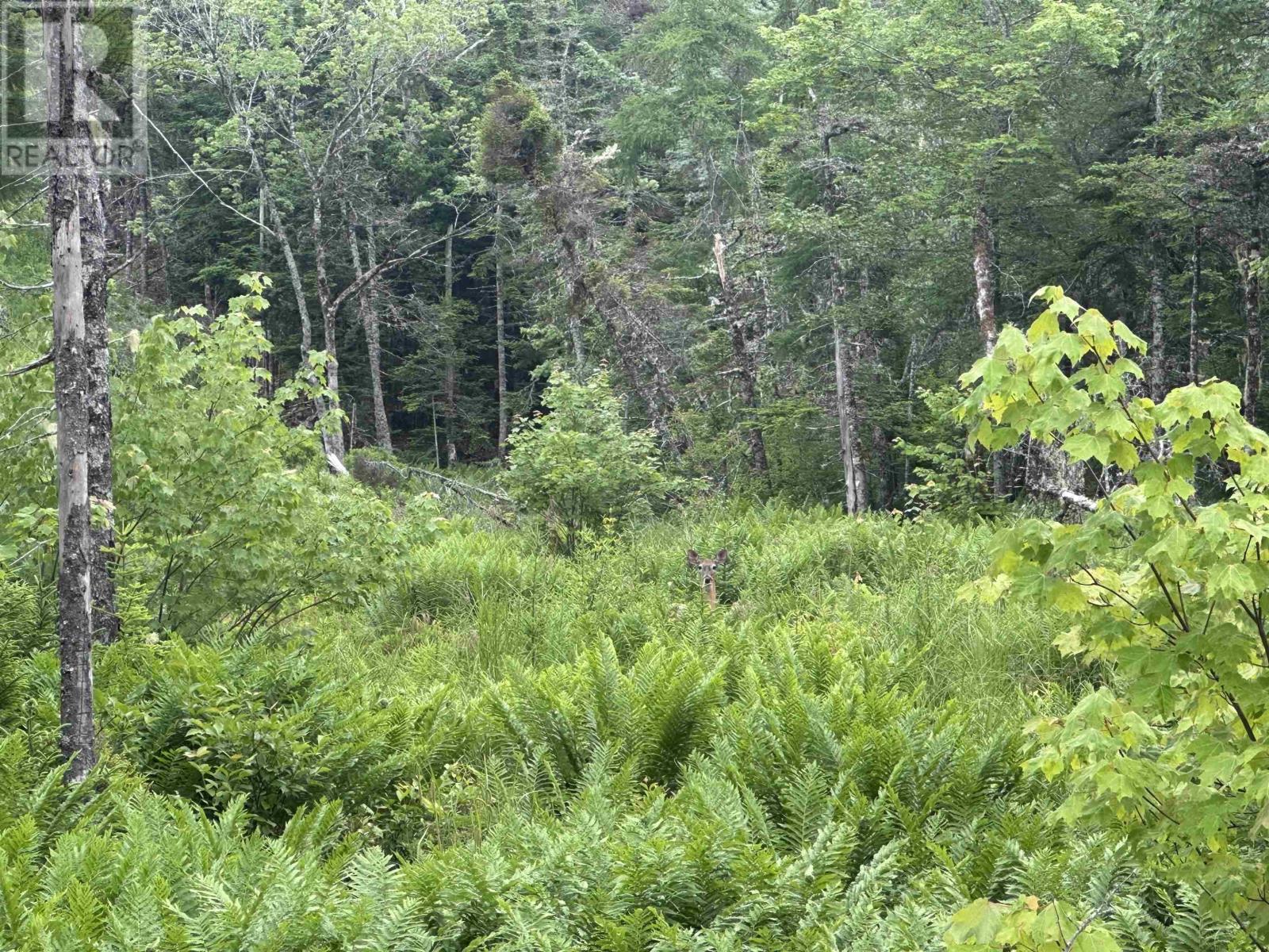 9660 Highway 7, Head Of Jeddore, Nova Scotia  B0J 1P0 - Photo 3 - 202517701