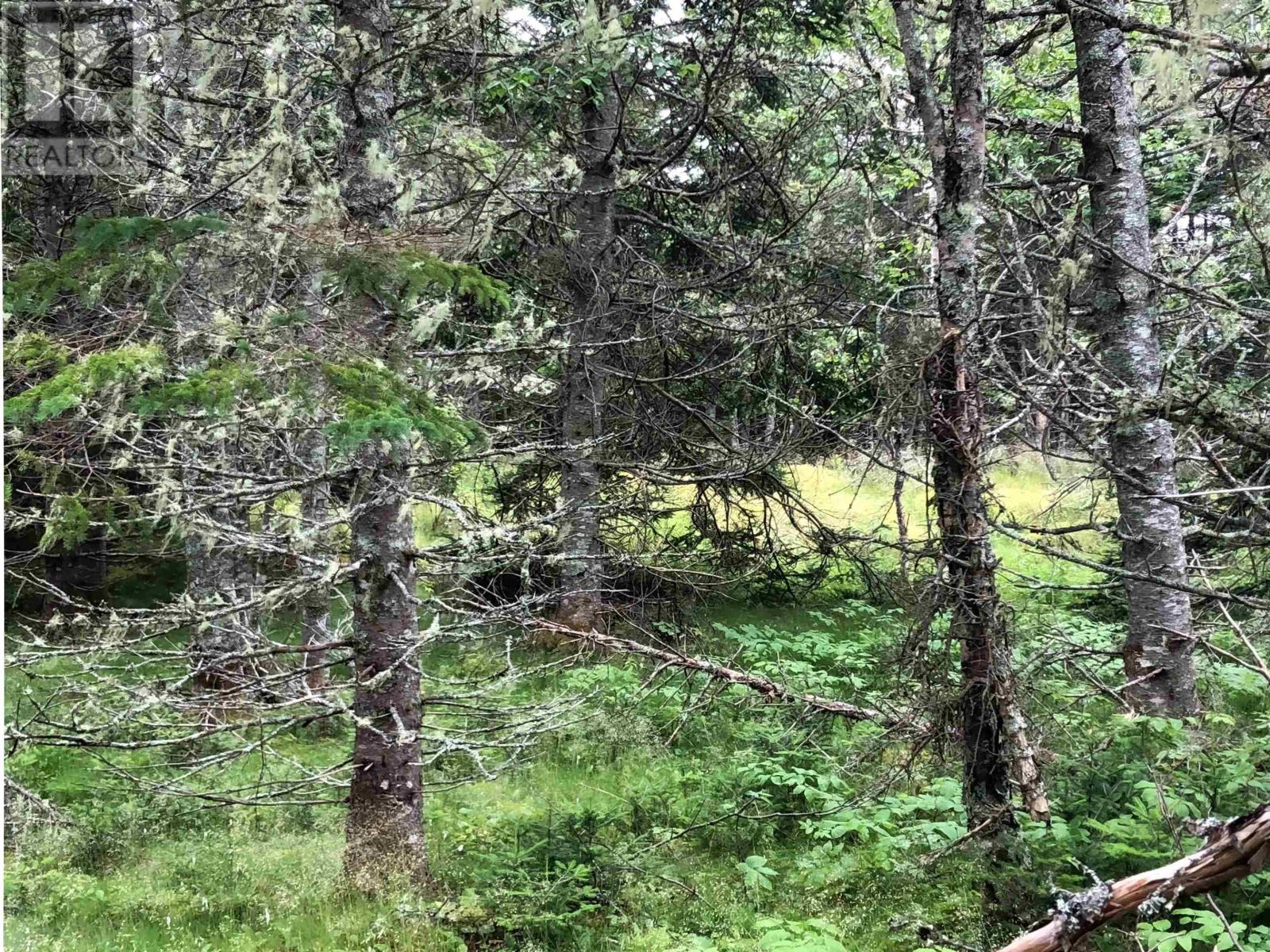 Lot 290 East Side Grand River Road, Grand River, Nova Scotia  B0E 1M0 - Photo 5 - 202518594
