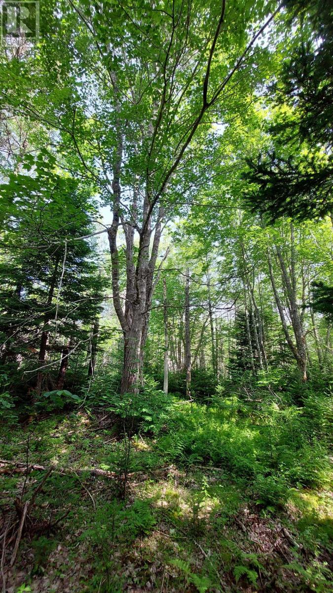 Lot 5 Tranquil Shore Rd, Marshes, Nova Scotia  B0E 1V0 - Photo 16 - 202518509
