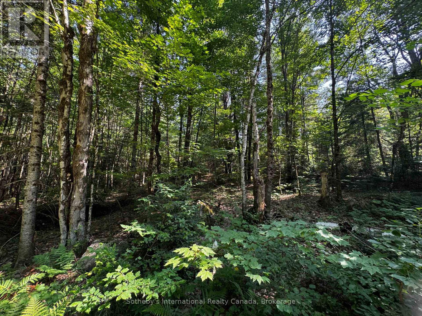 0 Kirk Line, Bracebridge (Macaulay), Ontario  P1L 0A1 - Photo 5 - X12306802