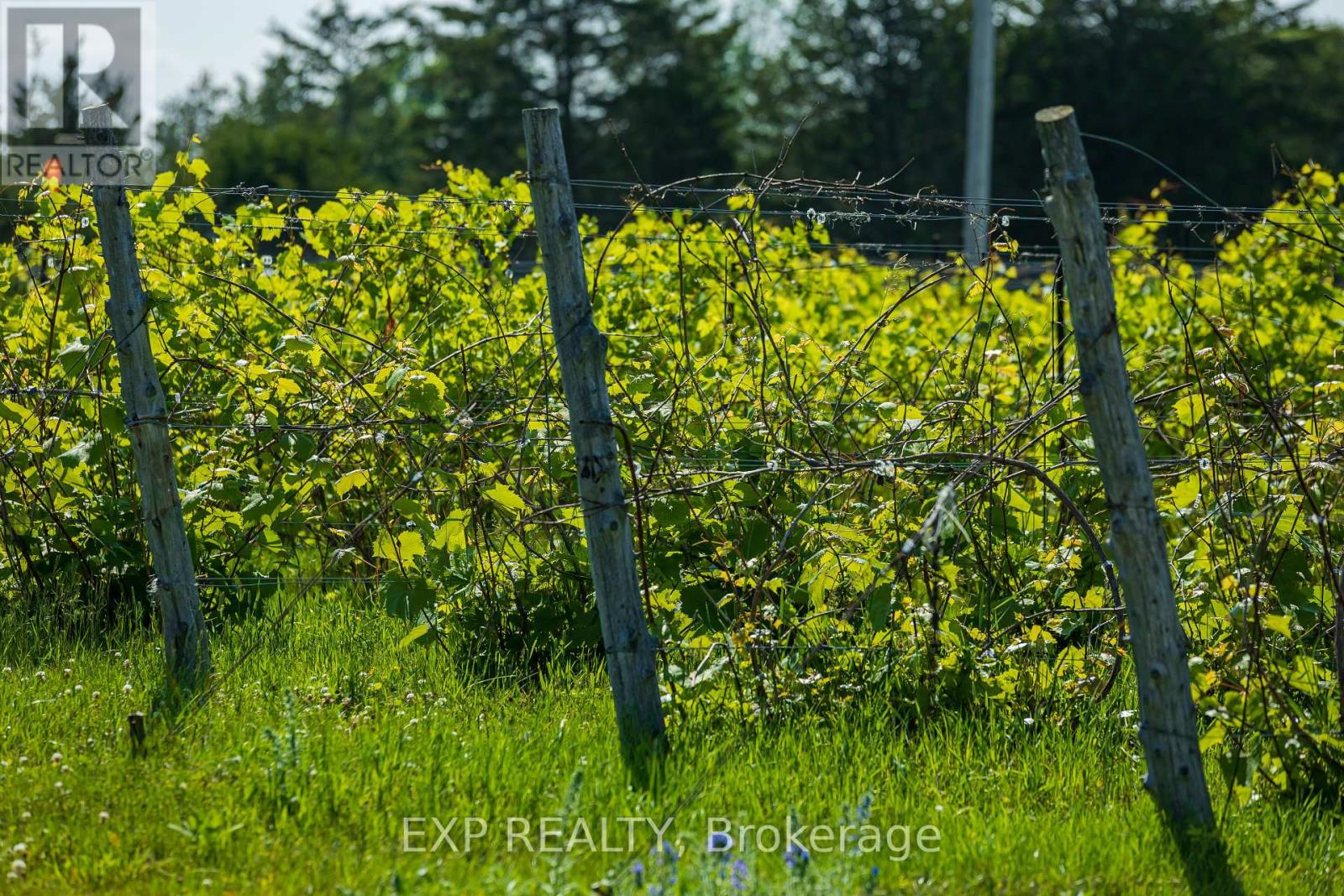 3609 County Road 8, Prince Edward County, Ontario  K0K 2T0 - Photo 38 - X12307172