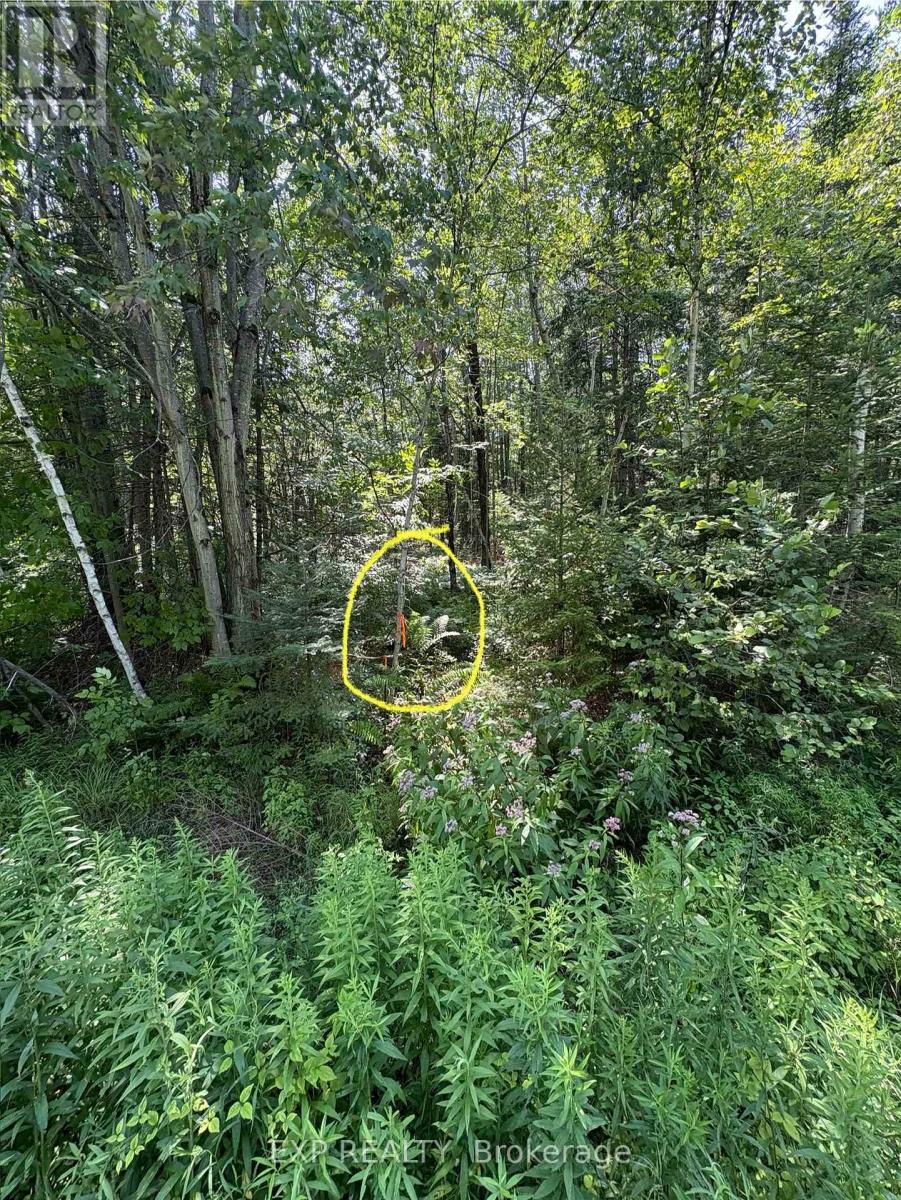 0 Lot 1 Conc. 2 Part 4 Boundary Road, Alfred And Plantagenet, Ontario  K0B 1L0 - Photo 11 - X12309145