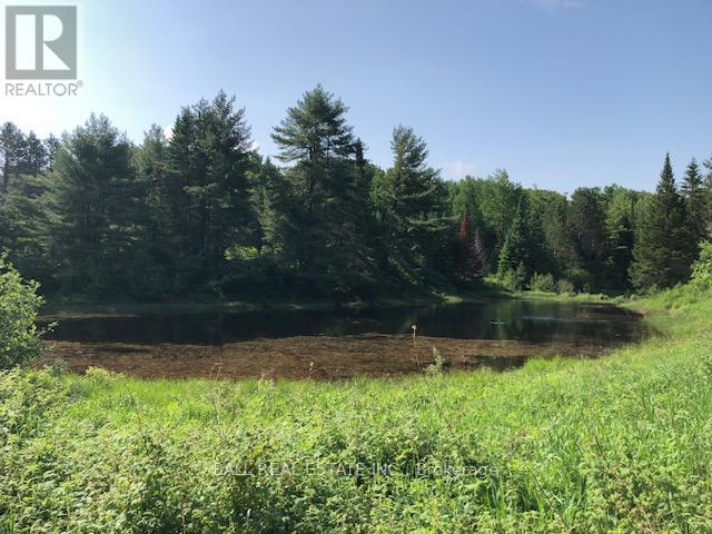 35956 Highway 62, Hastings Highlands (Bangor Ward), Ontario  K0L 2R0 - Photo 4 - X12311588