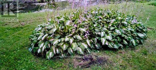 81 Mcguire Beach Road, Kawartha Lakes, Ontario  K0M 2B0 - Photo 42 - X12312657