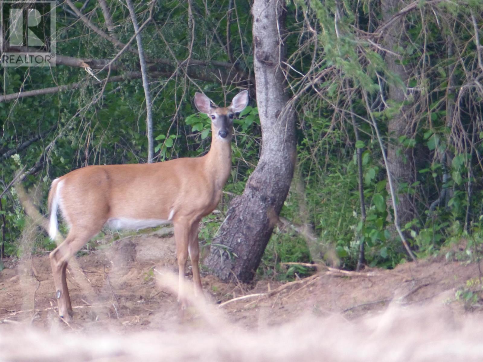 Lot 2 Highway 1, Clementsport, Nova Scotia  B0S 1E0 - Photo 16 - 202519034