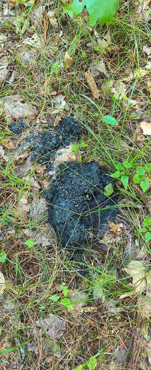 0000 Highway 7, Addington Highlands, Ontario  K0H 1Z0 - Photo 13 - X12313863