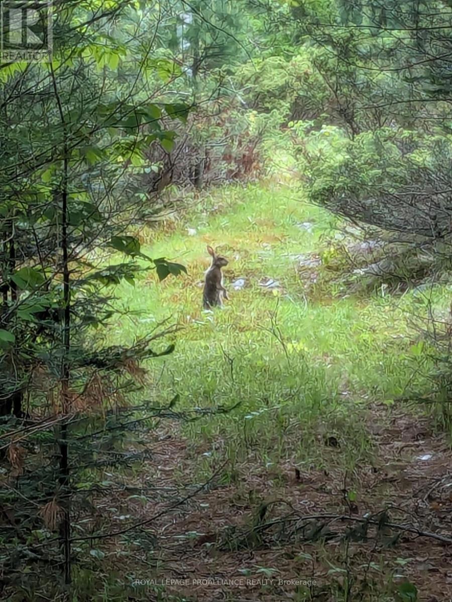 0000 Highway 7, Addington Highlands, Ontario  K0H 1Z0 - Photo 17 - X12313863