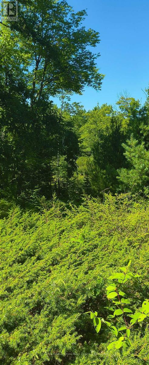 0000 Highway 7, Addington Highlands, Ontario  K0H 1Z0 - Photo 2 - X12313863