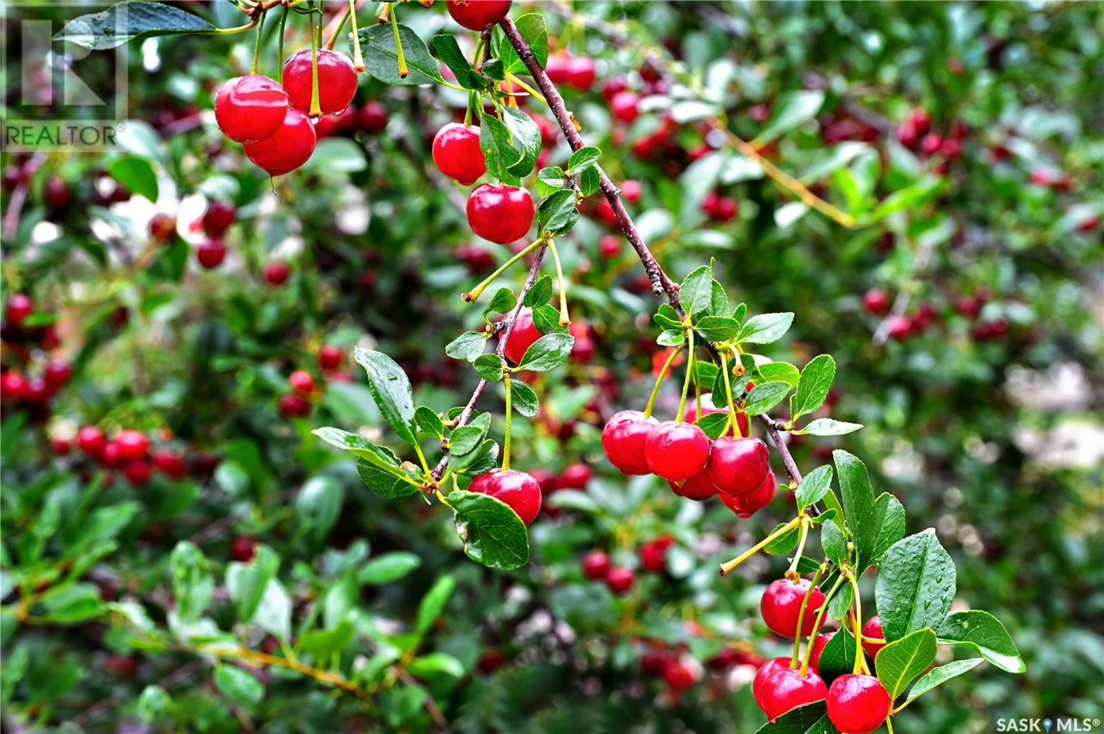 213 Badger Court, Saskatoon, Saskatchewan  S7N 2X2 - Photo 28 - SK013900