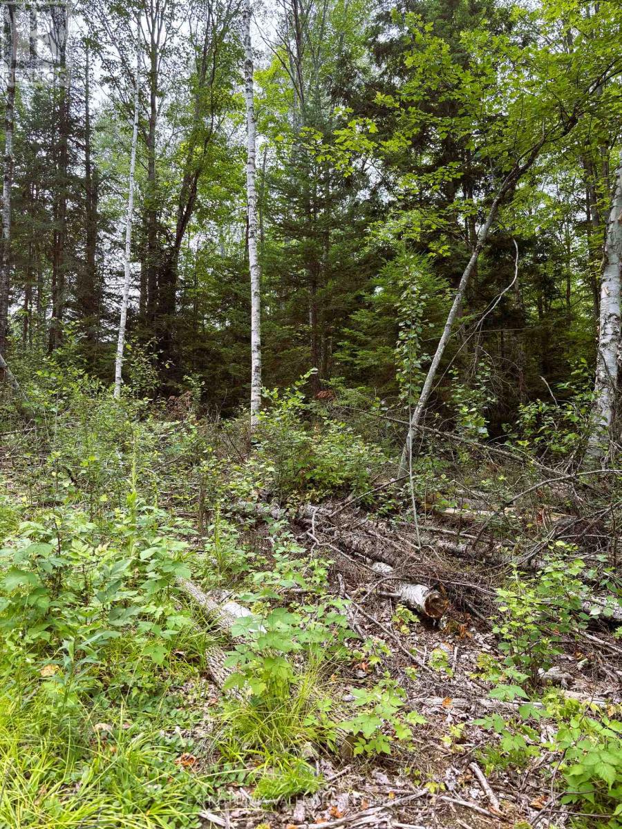 001 Siberia Road, Madawaska Valley, Ontario  K0J 1B0 - Photo 6 - X12312462