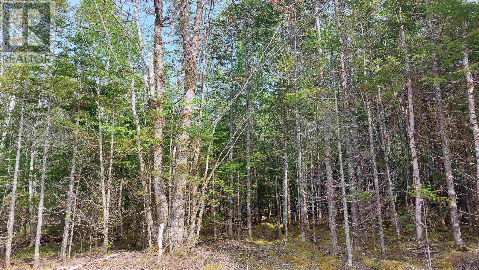 Lot 18 Highway 4, False Bay, Nova Scotia  B0E 1V0 - Photo 5 - 202513205