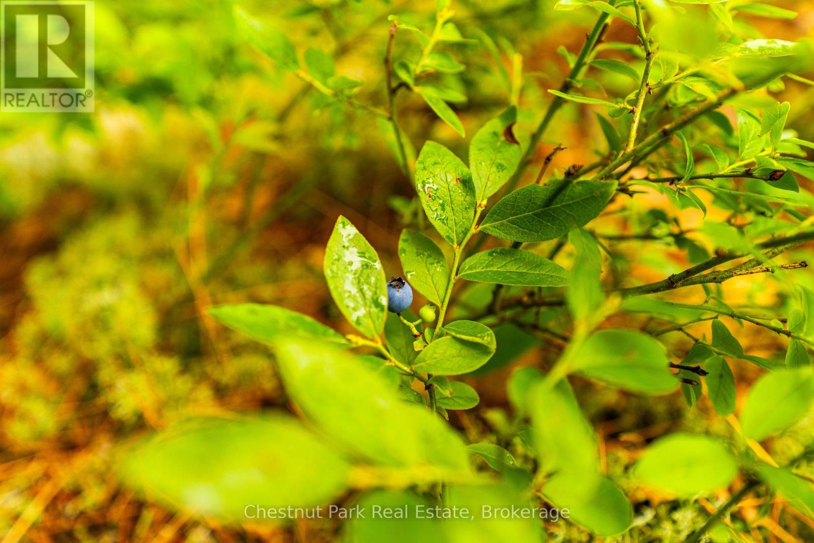 920 Big Island, Huntsville, Ontario P1H 2J2 - Photo 20 - X12318319