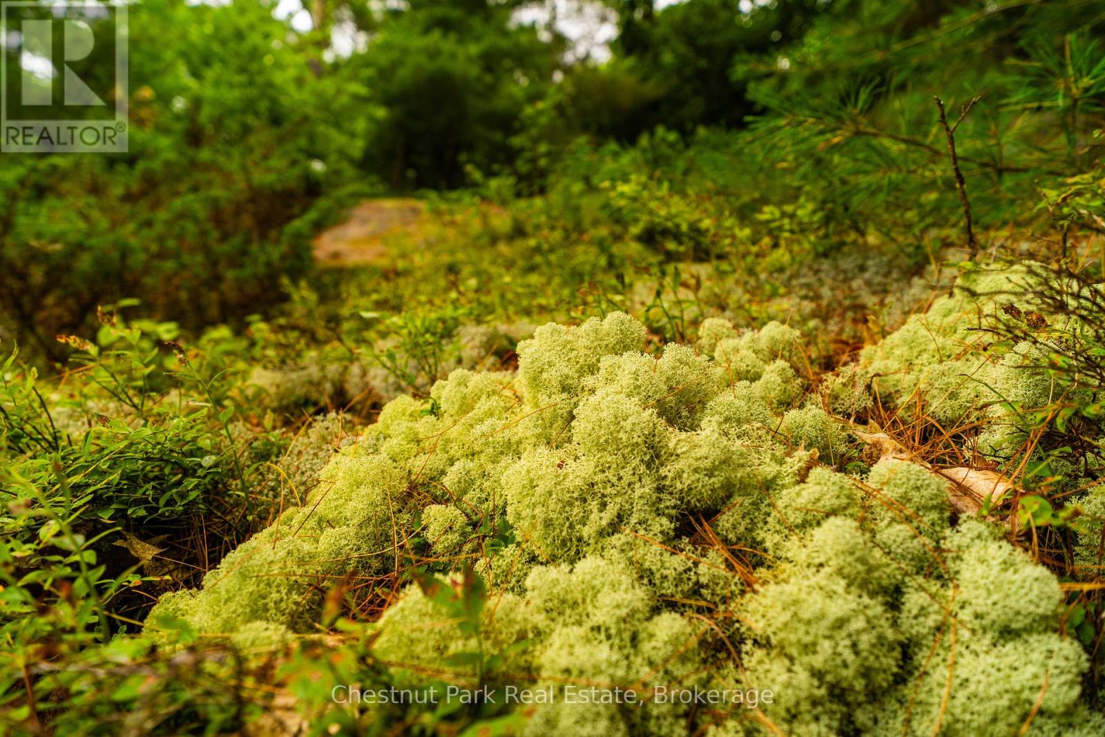 920 Big Island, Huntsville, Ontario P1H 2J2 - Photo 24 - X12318319