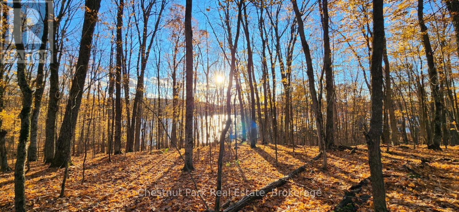 920 Big Island, Huntsville, Ontario P1H 2J2 - Photo 46 - X12318319