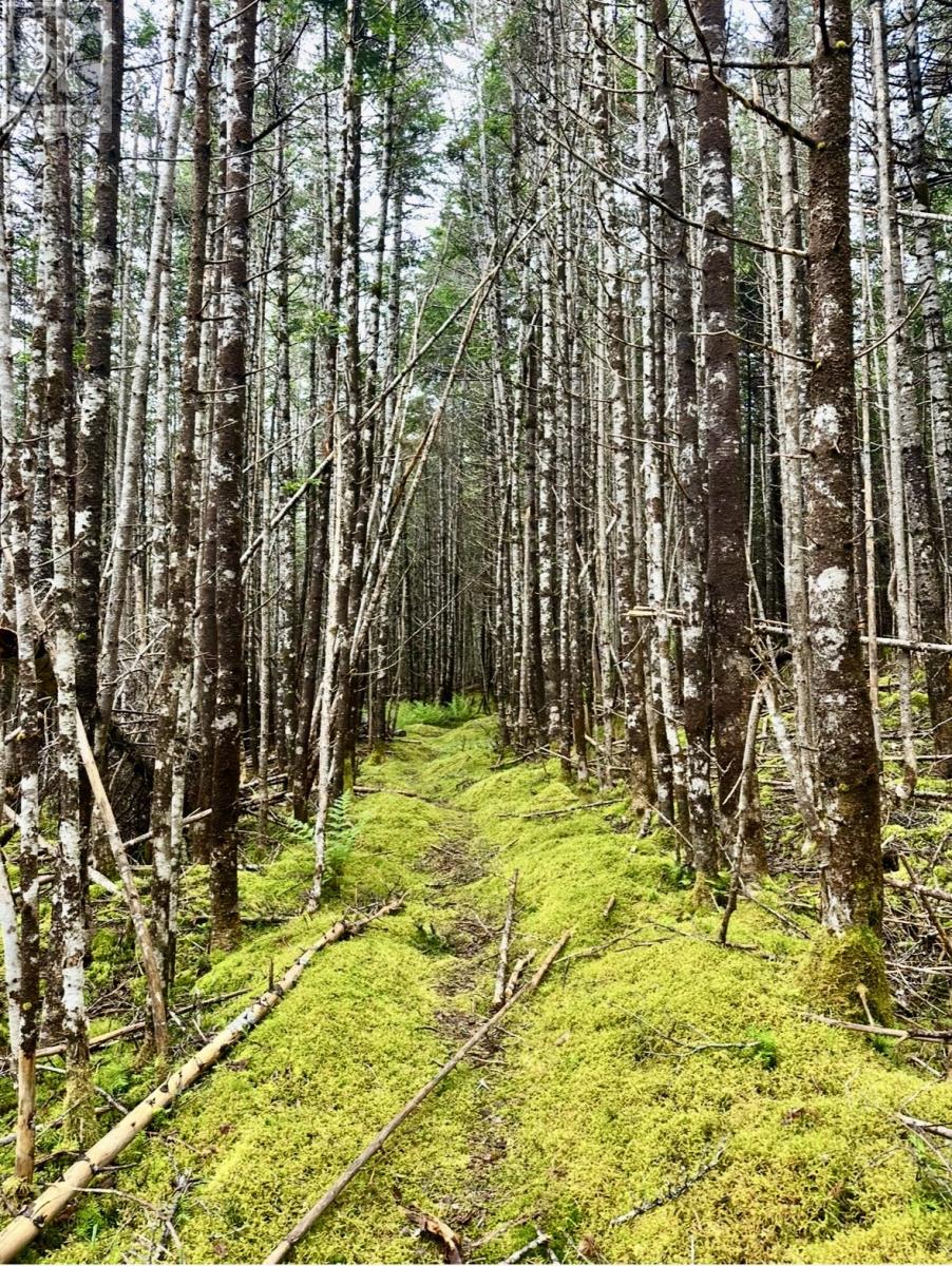 0 Salmonier Line, St.catherines, Newfoundland & Labrador  A0B 1G0 - Photo 3 - 1288559