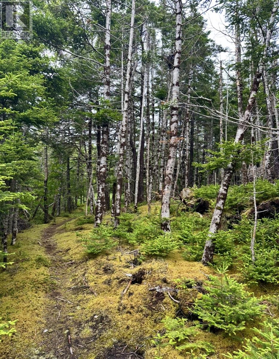 0 Salmonier Line, St.catherines, Newfoundland & Labrador  A0B 1G0 - Photo 8 - 1288559