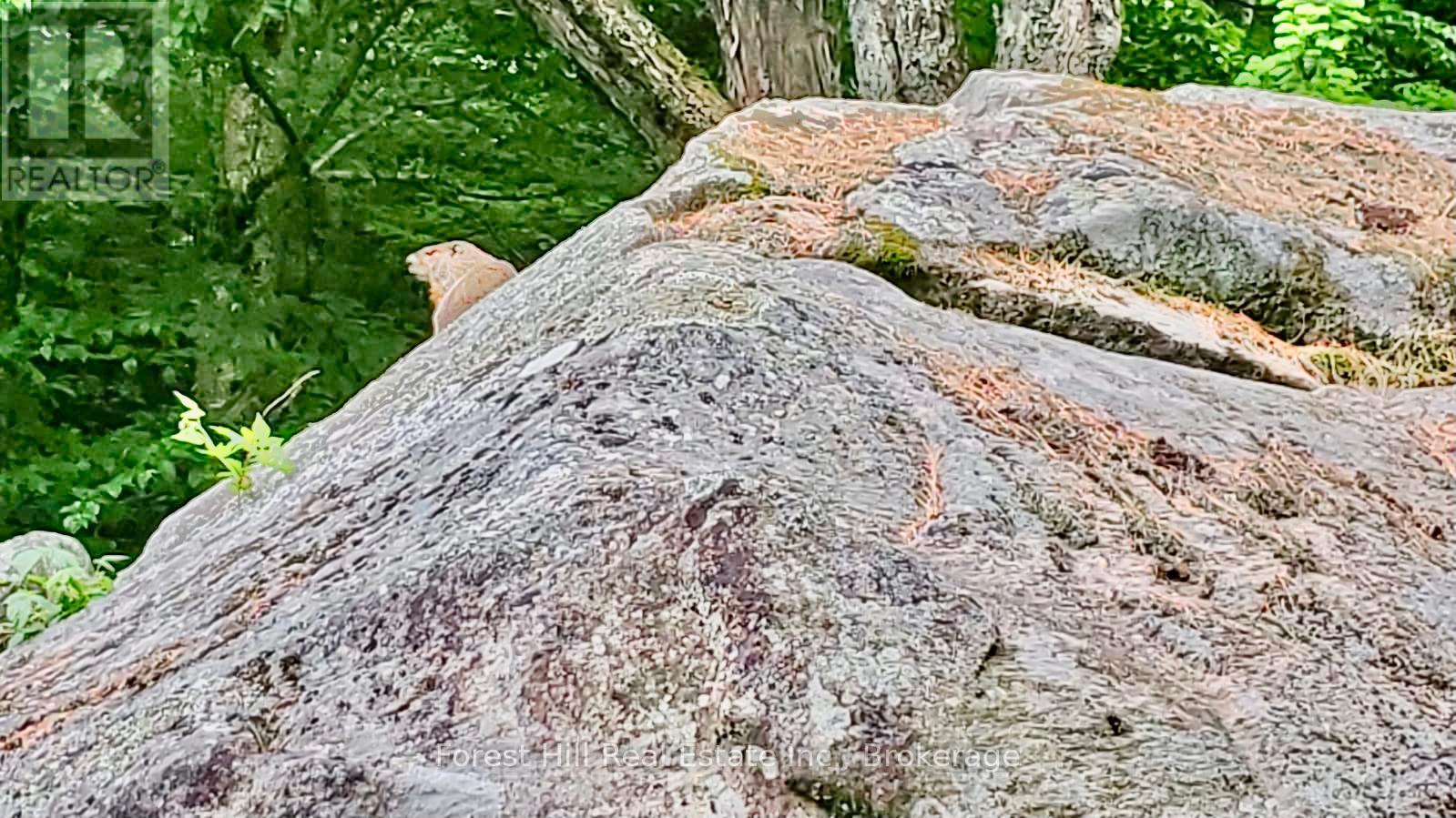 1474 Etwell Road, Huntsville, Ontario  P1H 2J2 - Photo 49 - X12237323