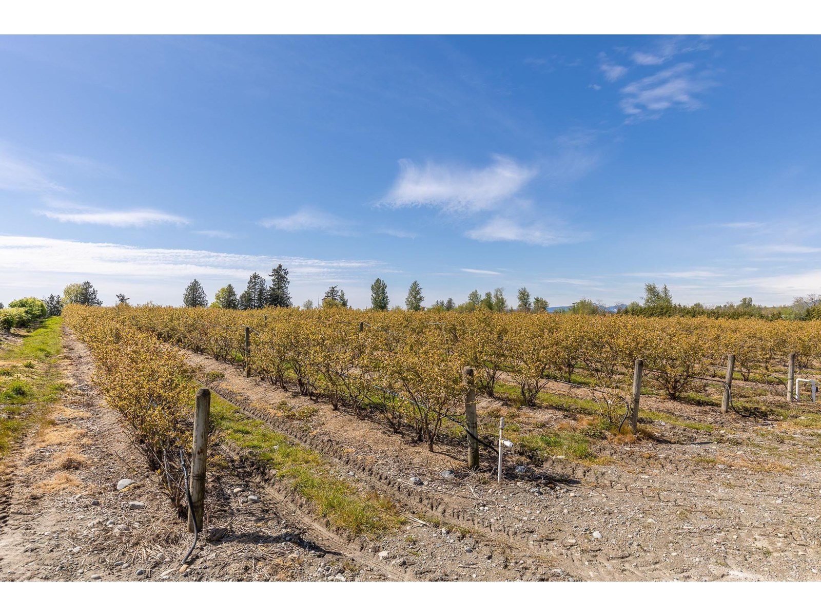 6905 Bradner Road, Abbotsford, British Columbia  V4X 2C6 - Photo 6 - R3003706