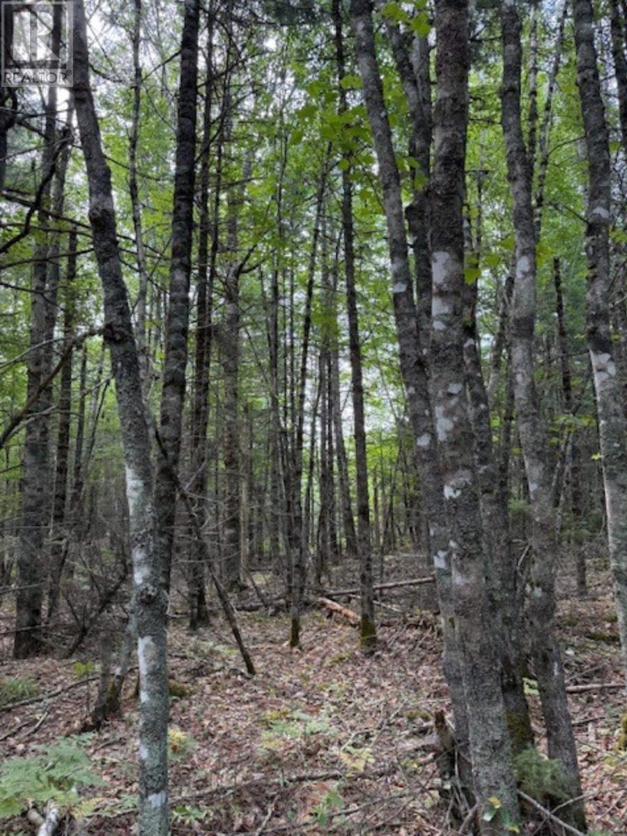 Lot Morton Road, Barss Corner, Nova Scotia  B0R 1A0 - Photo 8 - 202519513