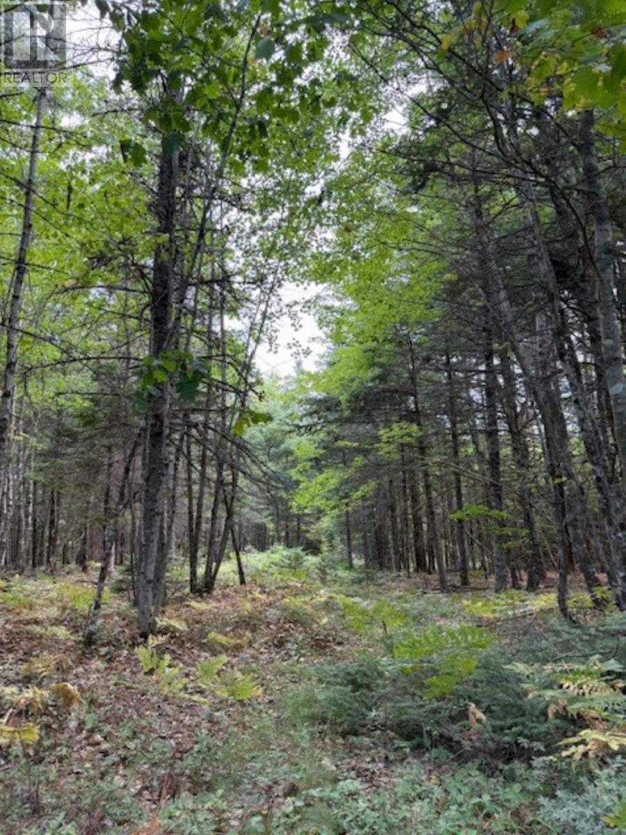 Lot Morton Road, Barss Corner, Nova Scotia  B0R 1A0 - Photo 11 - 202519513