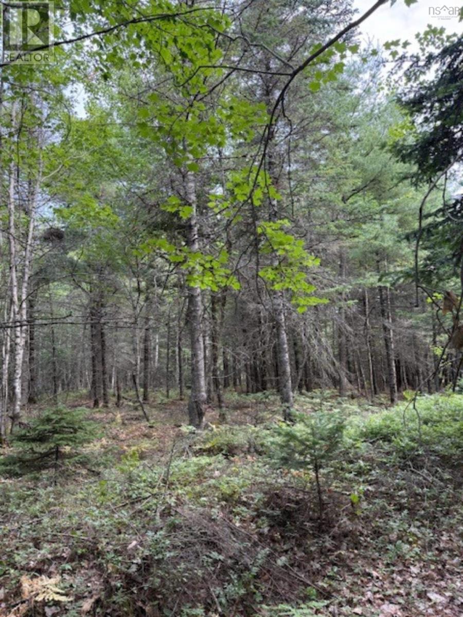 Lot Morton Road, Barss Corner, Nova Scotia  B0R 1A0 - Photo 7 - 202519513