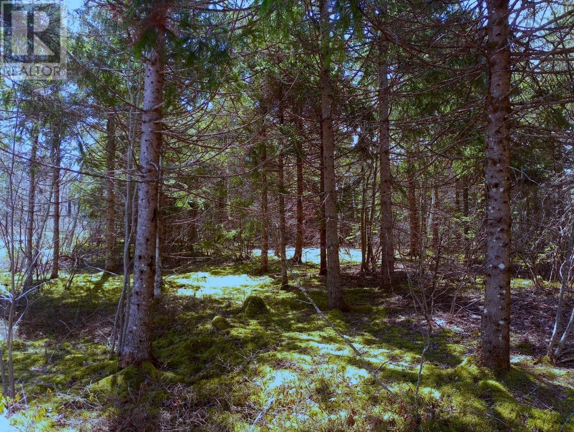 14 Johnny Cash Lane, Juniper Mountain, Nova Scotia  B1K 0C2 - Photo 1 - 202510145