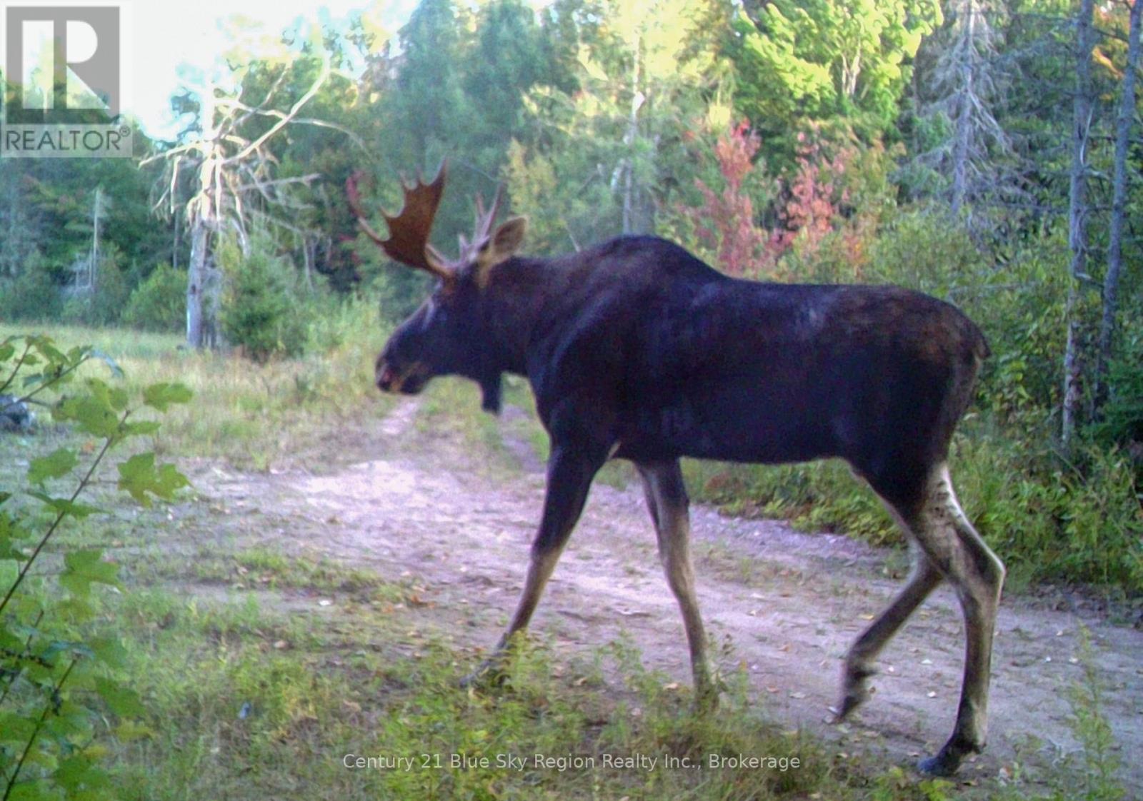 Lot 16 Grand Desert Road, Bonfield, Ontario  P0H 1E0 - Photo 18 - X12323992
