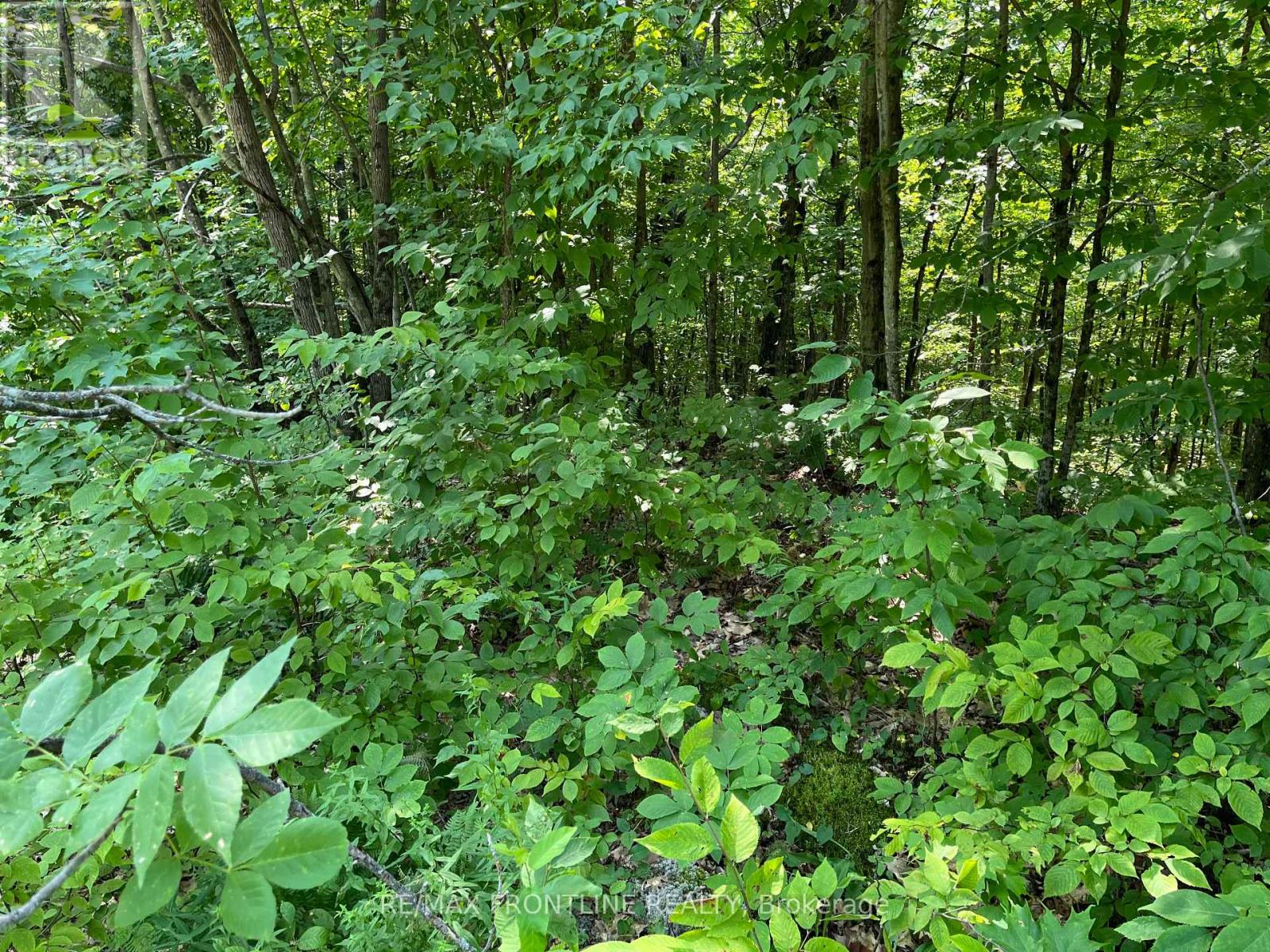 0 Red Pine Road, Tay Valley, Ontario  K0H 2B0 - Photo 10 - X12317126