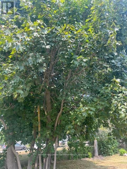 10 Alma Street N, Kawartha Lakes, Ontario  K0L 2W0 - Photo 4 - X12328635