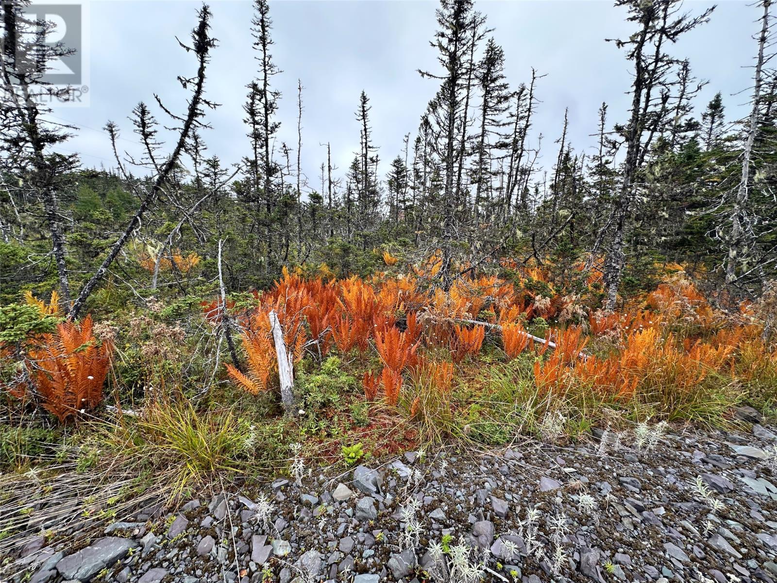 65a Connors Cove Road, Brigus Junction, Newfoundland & Labrador  A0B 1G0 - Photo 3 - 1288735