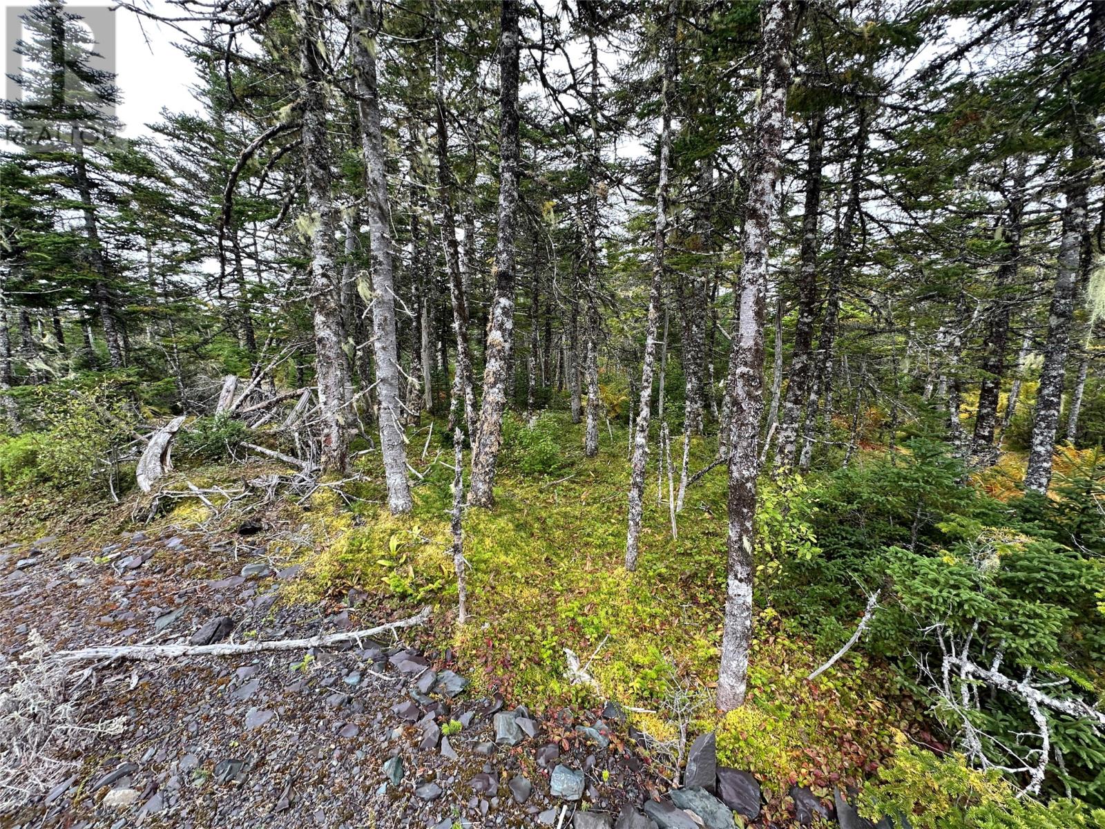 65 Connors Cove Road, Brigus Junction, Newfoundland & Labrador  A0B 1G0 - Photo 5 - 1288733