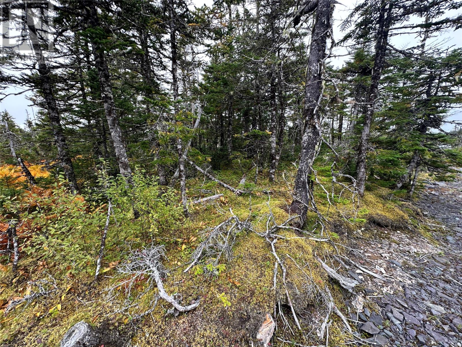 65B Connors Cove Road, Brigus Junction, Newfoundland & Labrador