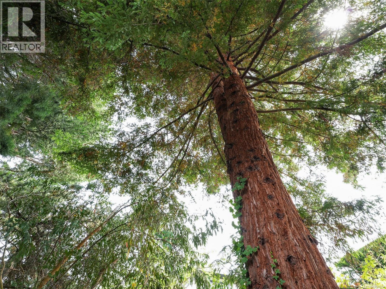 2561 Forbes St, Victoria, British Columbia V8R 4B9 - Photo 22 - 1010527