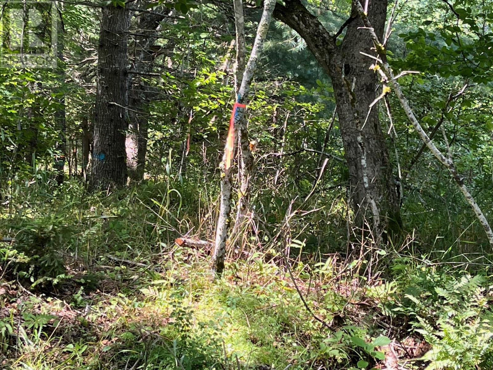 Lot 24-1 Mckeen Road, Watford, Nova Scotia  B0R 1E0 - Photo 17 - 202502421