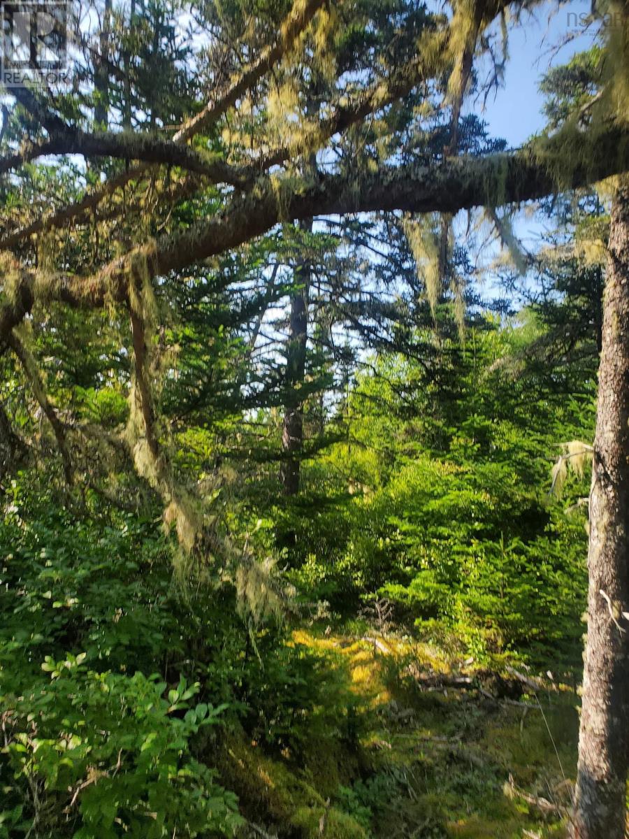 5096 Shore Road, North East Harbour, Nova Scotia  B0T 1W0 - Photo 44 - 202516943