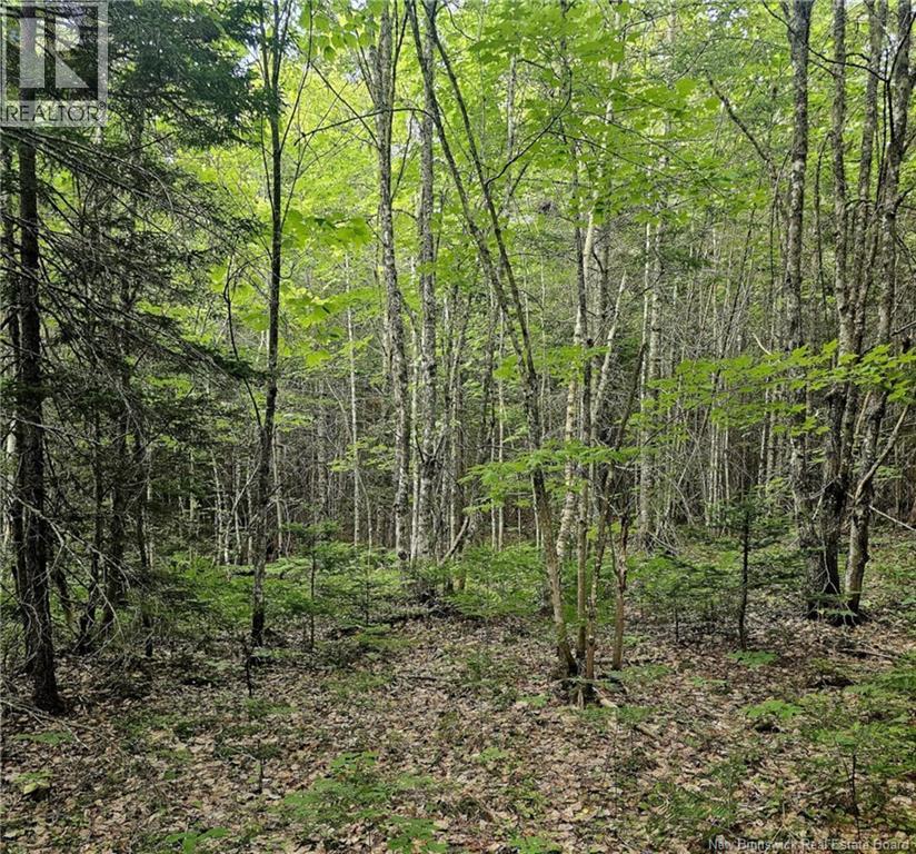 Lot 34 Off Green Road, Elgin, New Brunswick  E4Z 6L4 - Photo 18 - NB123658